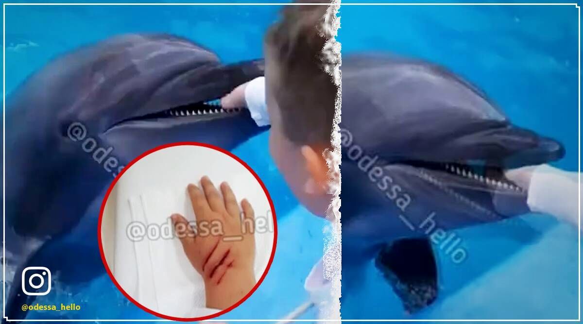 حمله غافلگیرانه دلفین به کودک +عکس
