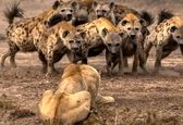 جنگ میان  شیرها و کفتارها!+فیلم