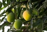 درخت عجیبی که ۳۰۰ نوع میوه انبه دارد +عکس