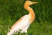تصویری زیبا از گاوچرانک در ابرکوه 