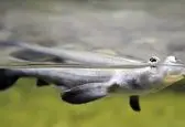 ماهی که در هر چشمش، چشمی دیگر دارد! +عکس
