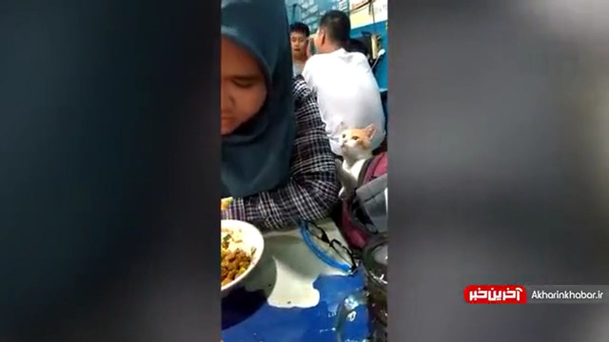 رستوران رفتن یک گربه سوژه شد!+عکس