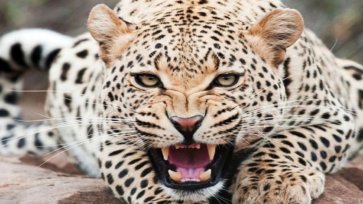 لحظه‌ی نجات عقاب توسط پلنگ از دام مار +فیلم