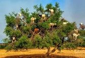 تصاویر عجیب از درختانی که بز می‌دهند!