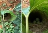 لانه عجیب یک پرنده +عکس و فیلم