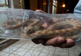 مار سمی 2 متری در کانکس نگهبان مهابادی+ عکس 