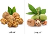 تفاوت دو نهال گردو معروف چندلر و فرنور در چیست؟