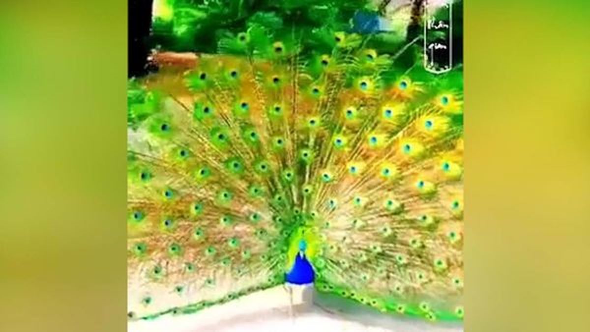 طاووس‌های رنگارنگ هندوستان+ فیلم 