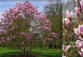 معرفی درخت زینتی مناسب محوطه سازی باغ و ویلا