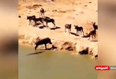 حمله ناگهانی کروکودیل گرسنه به گراز +ویدئو