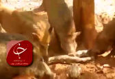 تا حالا مار خوردن گرازها را دیده اید! + عکس