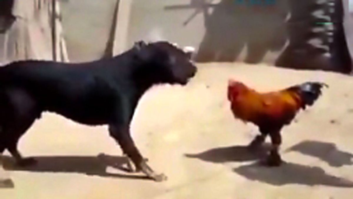 حمله عجیب خروس به سگ + فیلم