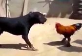 حمله عجیب خروس به سگ + فیلم