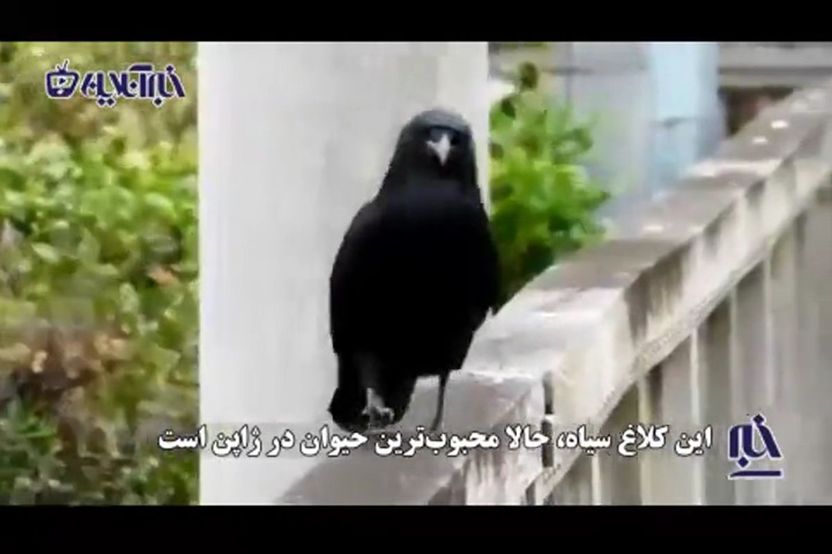 سبک راه رفتن کلاغ، یک ژاپنی را میلیونر کرد +فیلم