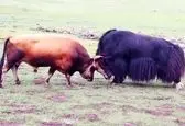 نبرد عجیب دو گاو وحشی + فیلم