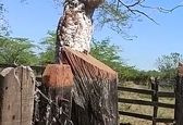 شبح زنده روی دیوار صاحبخانه را شوکه کرد+فیلم باورنکردنی 