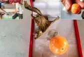 صید عجیبی که سرنوشت صیاد را دگرگون کرد +عکس