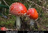 گرانترین قارچ جهان در گینس +عکس
