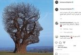 شباهت جالب همایون شجریان به یک درخت+عکس