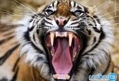 خمیازه وحشتناک ببر وحشی +عکس