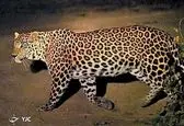 حمله مرگبار پلنگ به کودک ۳ ساله مقابل چشمان والدینش +فیلم