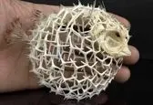 تاحالا اسکلت ماهی بادکنکی دیده اید؟+عکس