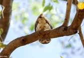نگاه غیرمعمول جغد به عکاس!