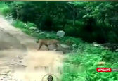 حرکت شجاعانه سگ در برابر پلنگ+ویدئو