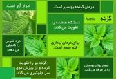پایان ریزش مو با یک گیاه شگفت انگیز +عکس