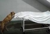صحنه وحشتناک خورده شدن جسد مرده توسط سگ! ۱۵+فیلم+