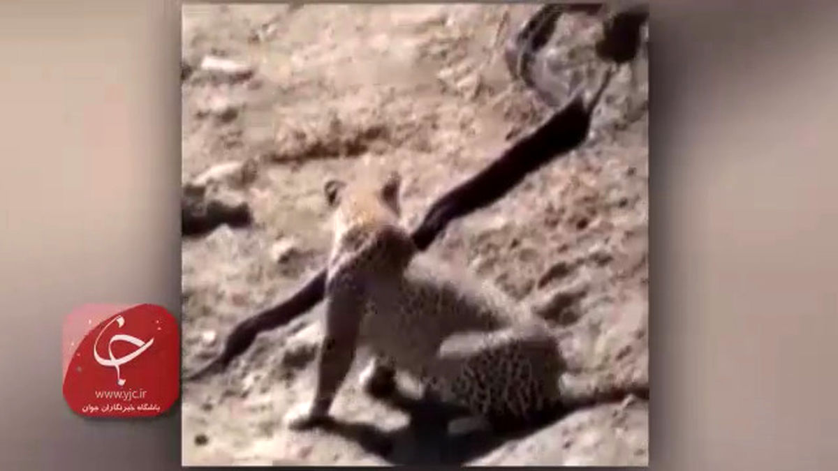 فیلم دیدنی از حمله پلنگ گرسنه به یک مار بزرگ 