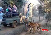 لحظه هولناک غذا دادن به ببرهای گرسنه!+فیلم