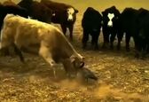 دعوای عجیب گاو با غاز + فیلم