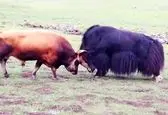 شاخ به شاخ شدن دو گاو وحشی و پرتاب به دره! +فیلم
