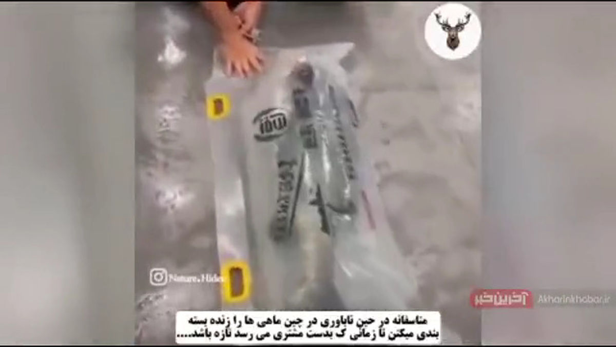 بسته‌بندی ماهی زنده در چین! +فیلم