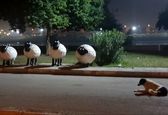 مراقبت باورنکردنی سگی در اهواز از گوسفندانی عجیب! +عکس 