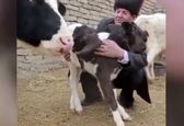 حیوانی عجیب الخلقه در سمرقند دیده شد +فیلم