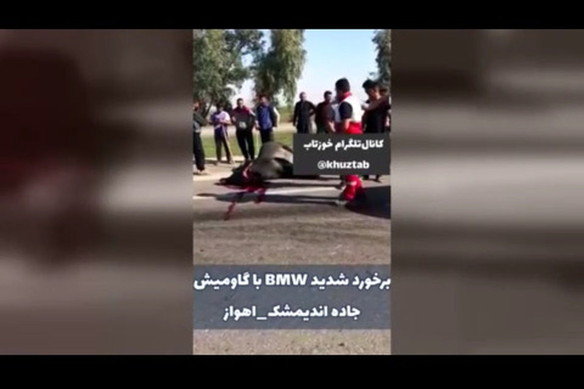 تصادف شدید بیامو با یک راس گاومیش+ویدئو