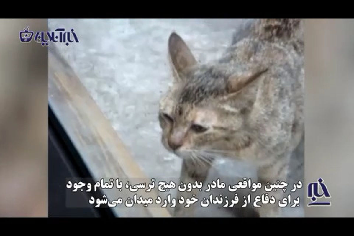 حمله حیرت‌انگیز گربه برای دفاع از فرزندانش+فیلم