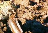 ماهی گیری پلنگ گرسنه +عکس و فیلم