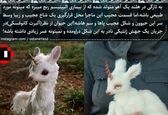 زیبایی بی اندازه این آهوی تک شاخ+عکس