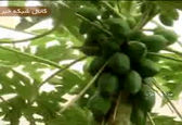 میوه لوکس هاوایی در یزد +عکس
