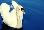 دردسر قوی سفید سوگوار برای قطار آلمان!