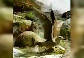 شکار باورنکردنی گربه وحشی + فیلم