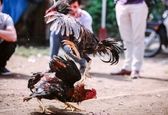 خروس عصبانی جان رئیس پلیس را گرفت! +عکس