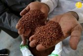گران قیمت‌ترین برنج جهان کجا کشت می‌شود؟ +عکس