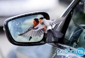 ژست جالب یک پرنده مقابل آینه خودرو + عکس