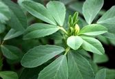 سبزی موثر در درمان دیابت