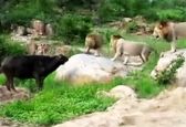 لحظه حمله شیرها به گاومیش! + فیلم