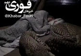 تصاویری عجیب از دوستی جنگلبان و یوزپلنگ +فیلم